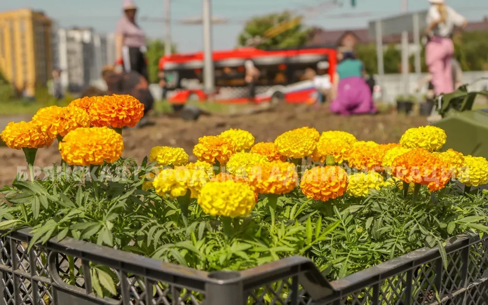 В Брянске появилось пестрое цветочное кольцо