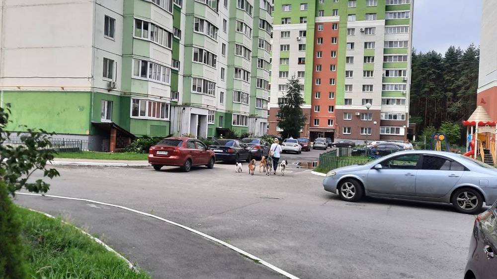 Дама с пятью собачками: брянцы погрязли в новых «приоритетах»