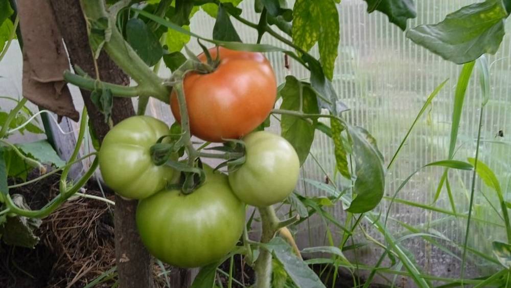Стал известен путь к невероятно дешевым помидорам в Брянской области