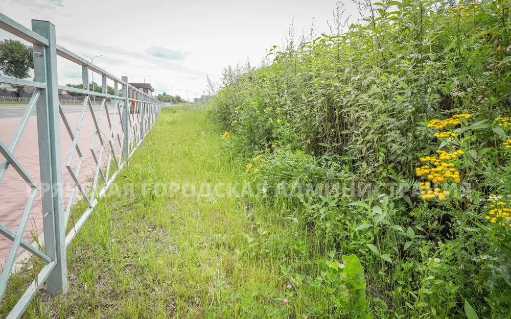 Брянская мэрия назвала компании «зеленых вредителей»