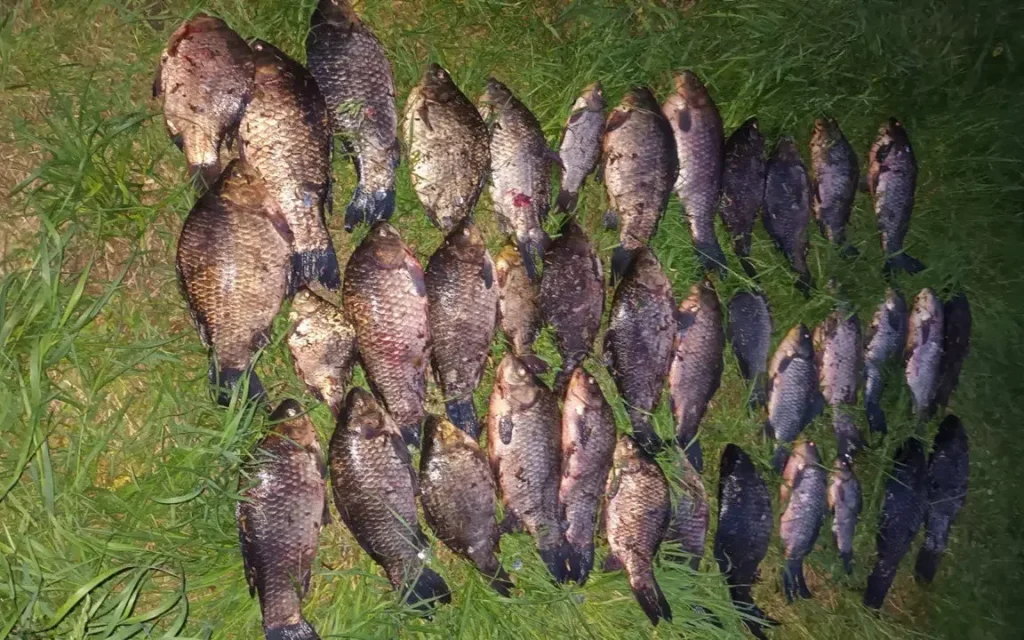 Брянец ответит в суде за вылов сетями 38 карасей на 19 тысяч рублей