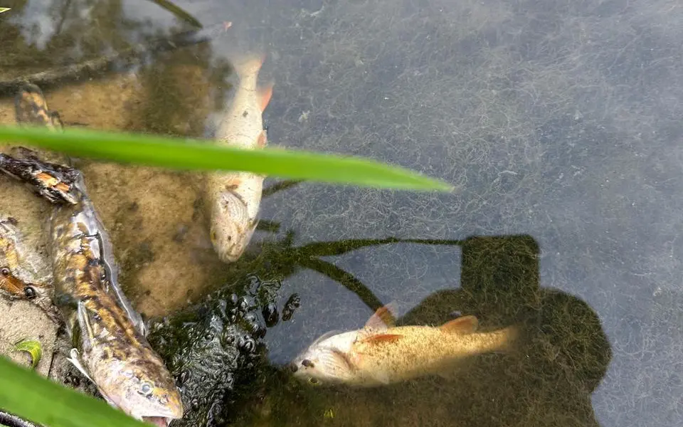 В реке Снежке возле «Партизанской поляны» под Брянском массово погибла рыба