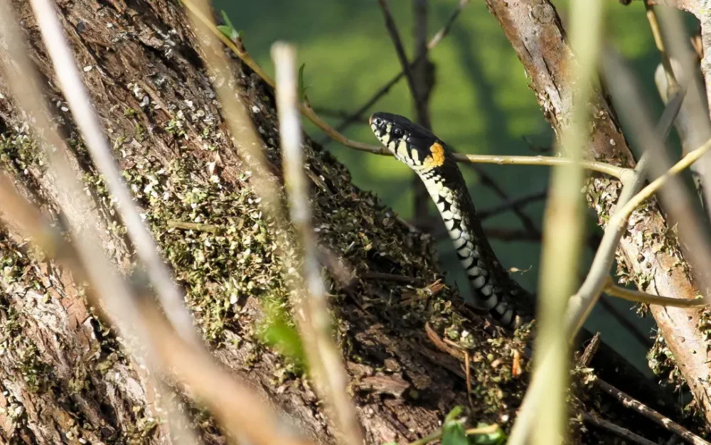 В леса Брянской области вернулась эра мезозоя