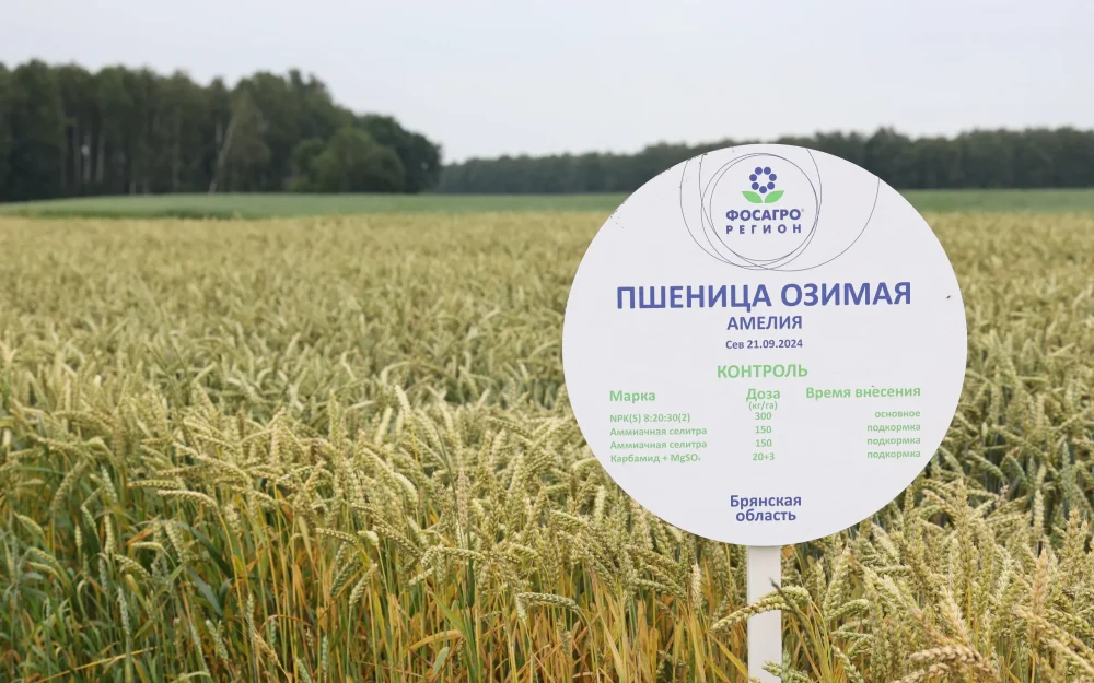 Улучшение системы питания растений вывело сельхозпредприятия на большие урожаи