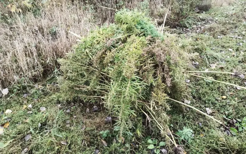 Брянские полицейские нашли 18 очагов наркосодержащих растений