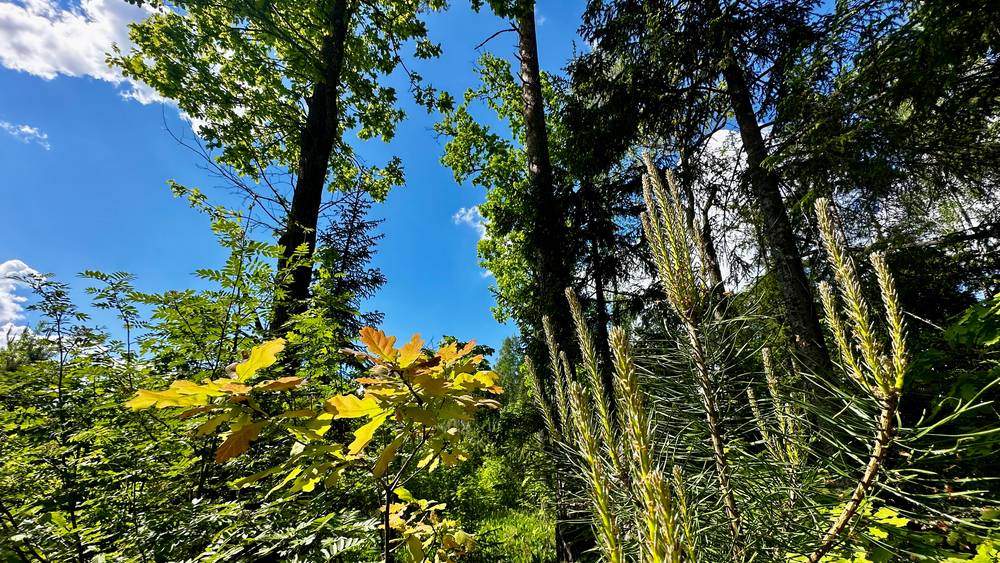Гидрометцентр сообщил, какой будет погода на предстоящей неделе в Брянской области