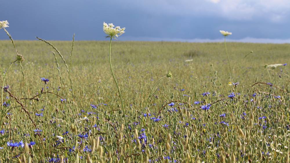 Стало известно, когда в Брянскую область вернётся 25-градусное тепло