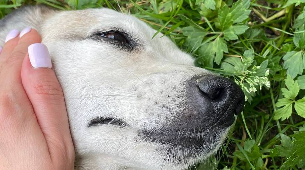 В Жуковке чиновников заставили выплатить 50000 рублей покусанному собакой подростку