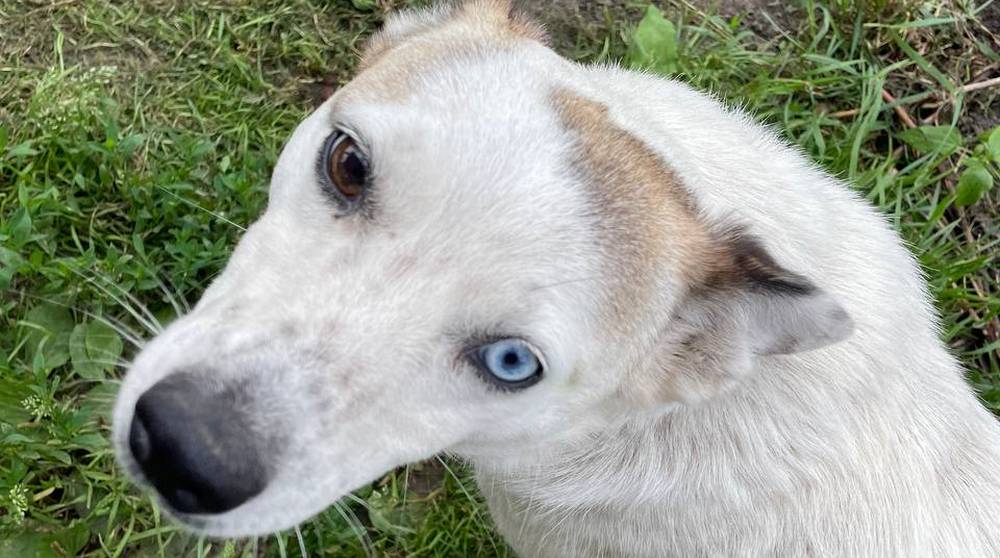 В Почепе чиновники выплатят 50000 рублей семье покусанного собакой мальчика