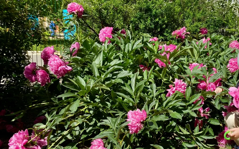 Покупка цветов с доставкой и выбор букета пионов