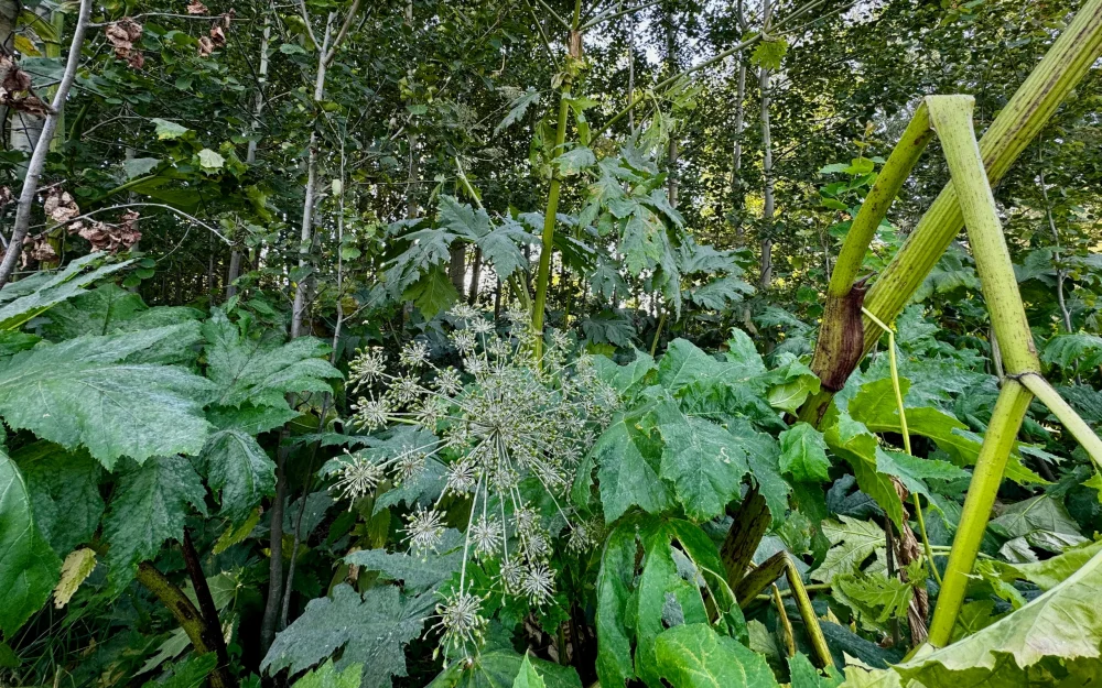 Борщевик не пройдёт: в Брянске обсудили план борьбы с вредным растением