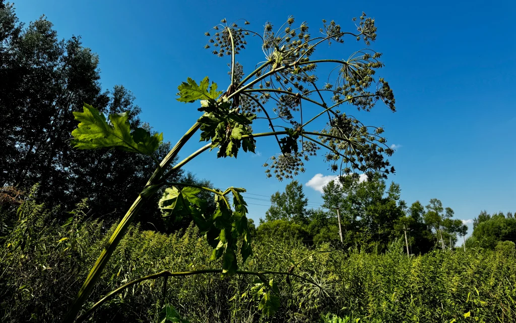 Борщевик не пройдёт: в Брянске обсудили план борьбы с вредным растением