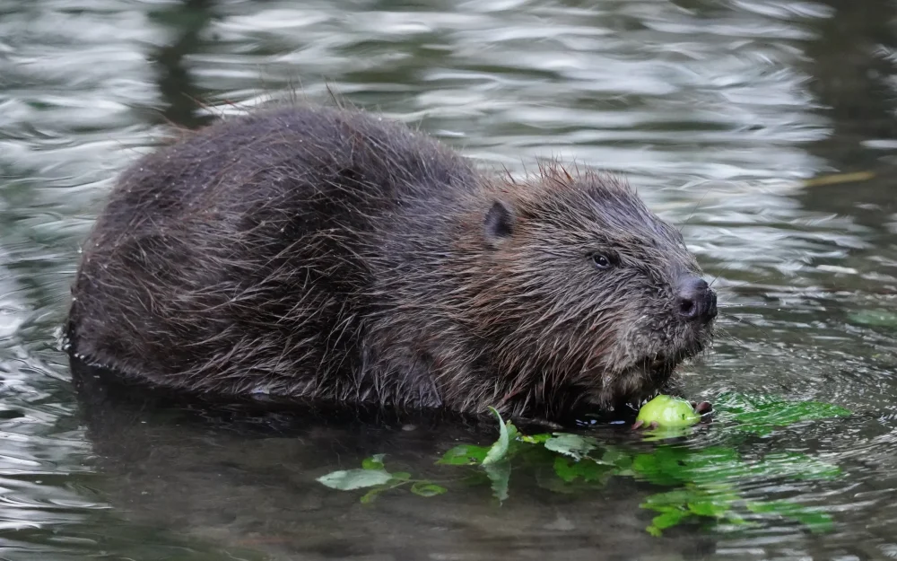 В Брянской области начнется прием заявлений на добычу бобра и куницы