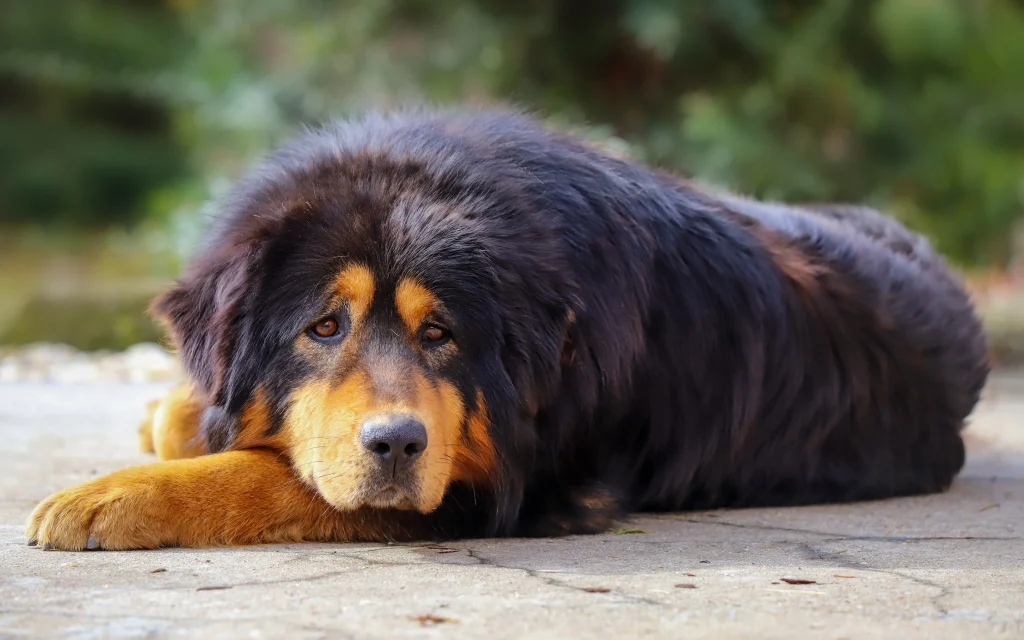 Тибетский мастиф: величественная и преданная собака
