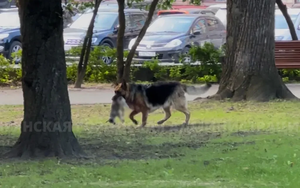 В центре Брянска агрессивная овчарка убила маленькую домашнюю собаку