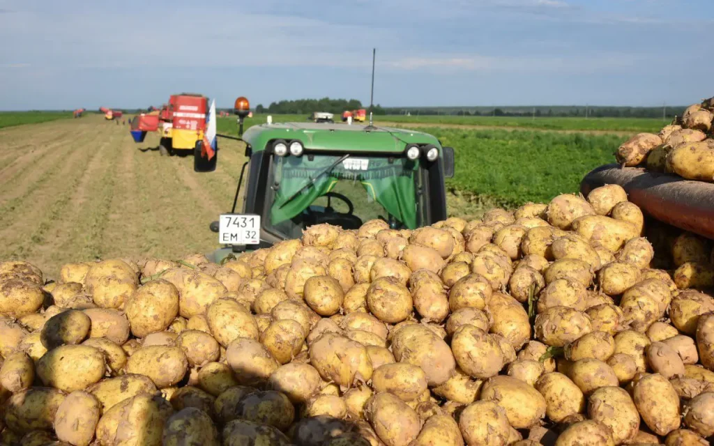 В Брянской области взяли под контроль цены на картофель