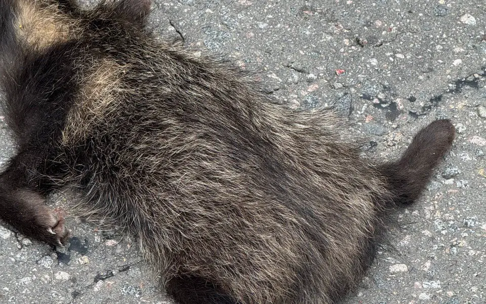 В брянском заповеднике сообщили об участившихся случаях гибели енотовидных собак