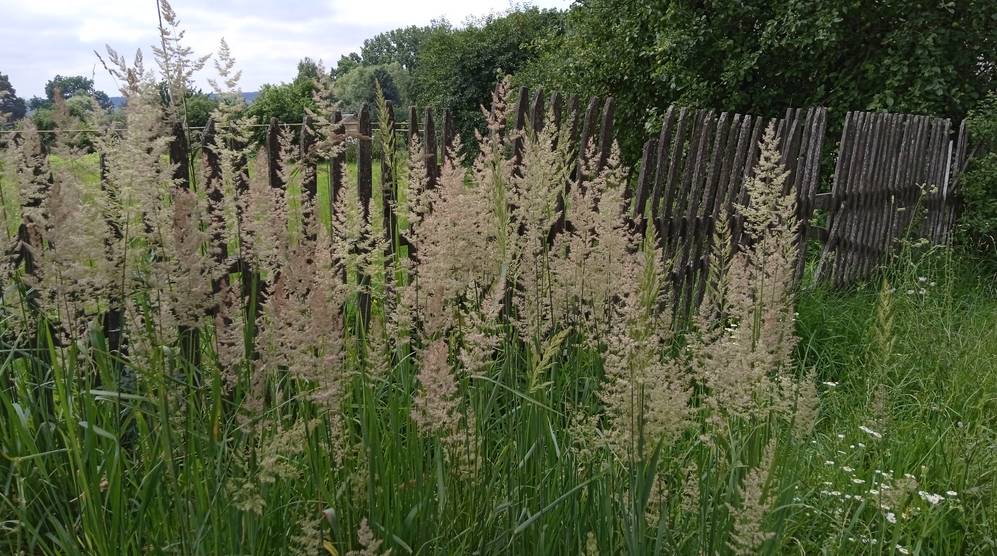 Землю могут изъять: жители Брянской области должны облагородить заросшие участки