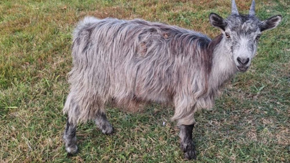 Брянец взыскал с соседа 29,5 тысяч рублей за уничтоженные козами грядки