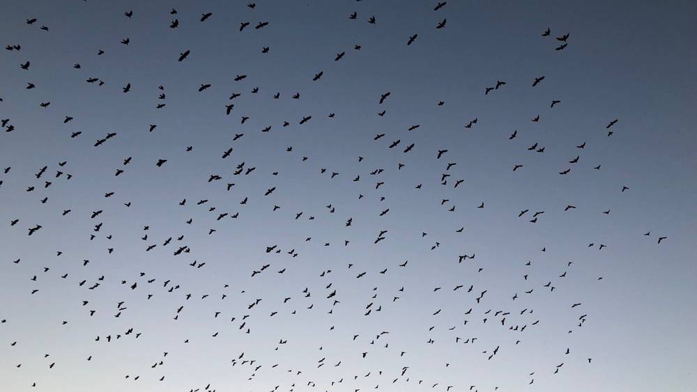 Как стая грачей: небо на Брянщиной не должно почернеть от беспилотников