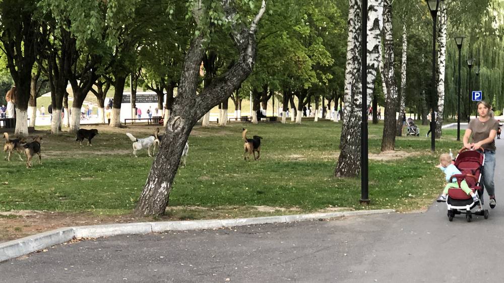 Брянский депутат сообщил о новом «собачьем» законе