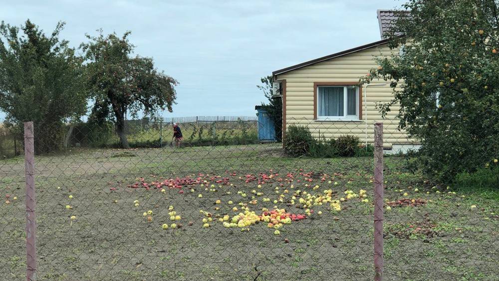 Огромный урожай брянских яблок оказался ненужным