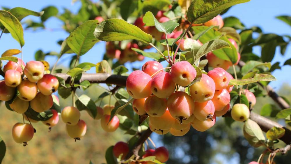 Брянский садовод: сильные яблони и груши заменили химическими вырожденцами