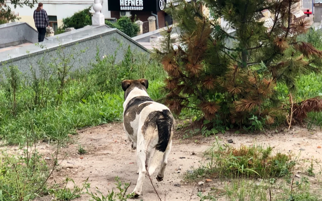 В Карачеве власти выплатят 120000 рублей покусанным собаками женщине и девочке