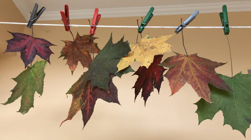 Ни снега, ни предзимья: прогноз Тишковца согреет продрогших брянцев