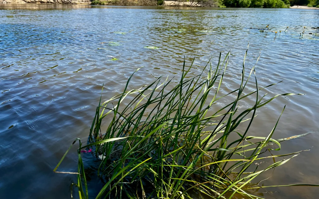 Брянская природоохранная прокуратура добилась сноса очередного забора у пруда