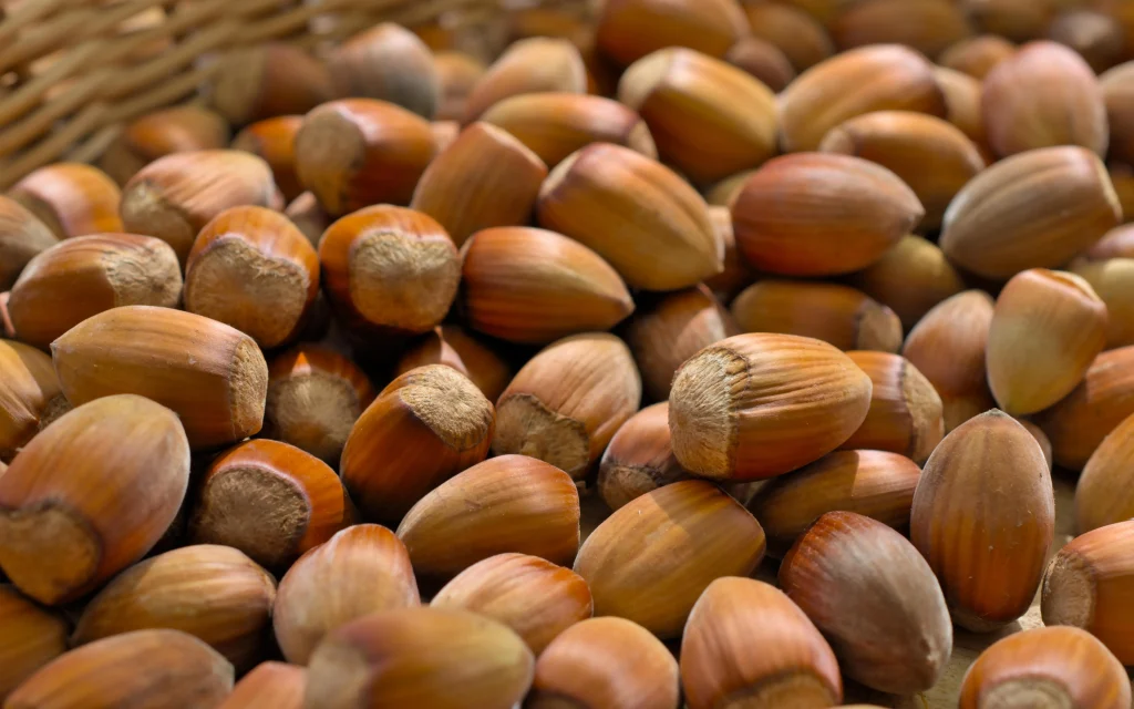 В Ставропольском крае будут выращивать фундук в промышленных масштабах