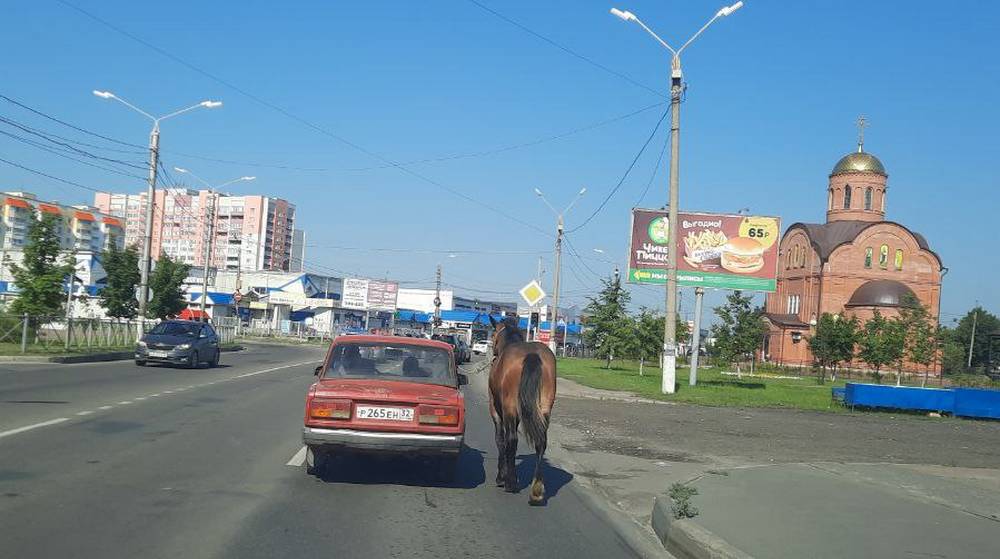 Брянские цыгане «автомобилизировали» лошадей