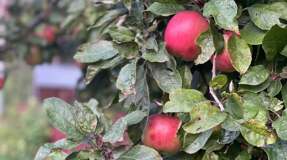 Жителей Брянской области день 10 сентября порадует 24-градусным теплом