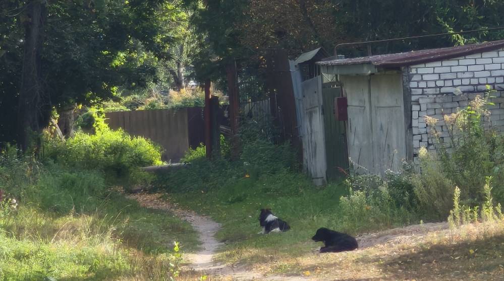 Отчаявшиеся жители Брянска начали сами отлавливать собак