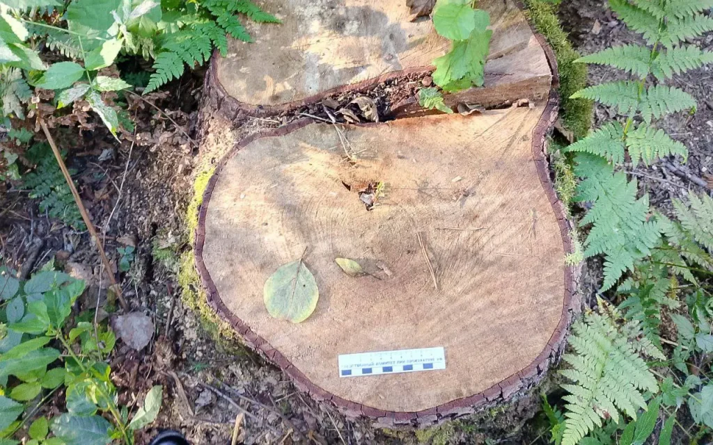 В Брянской области мужчину будут судить за вырубку ольхи на 250 тысяч