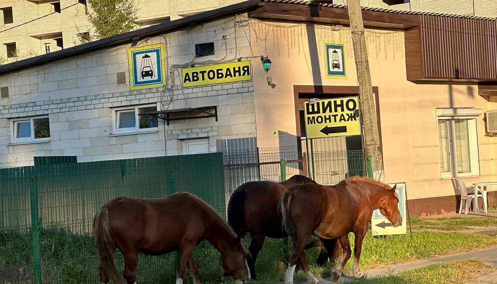В Брянске лошади пожаловали к автобане на улице Красный Маяк