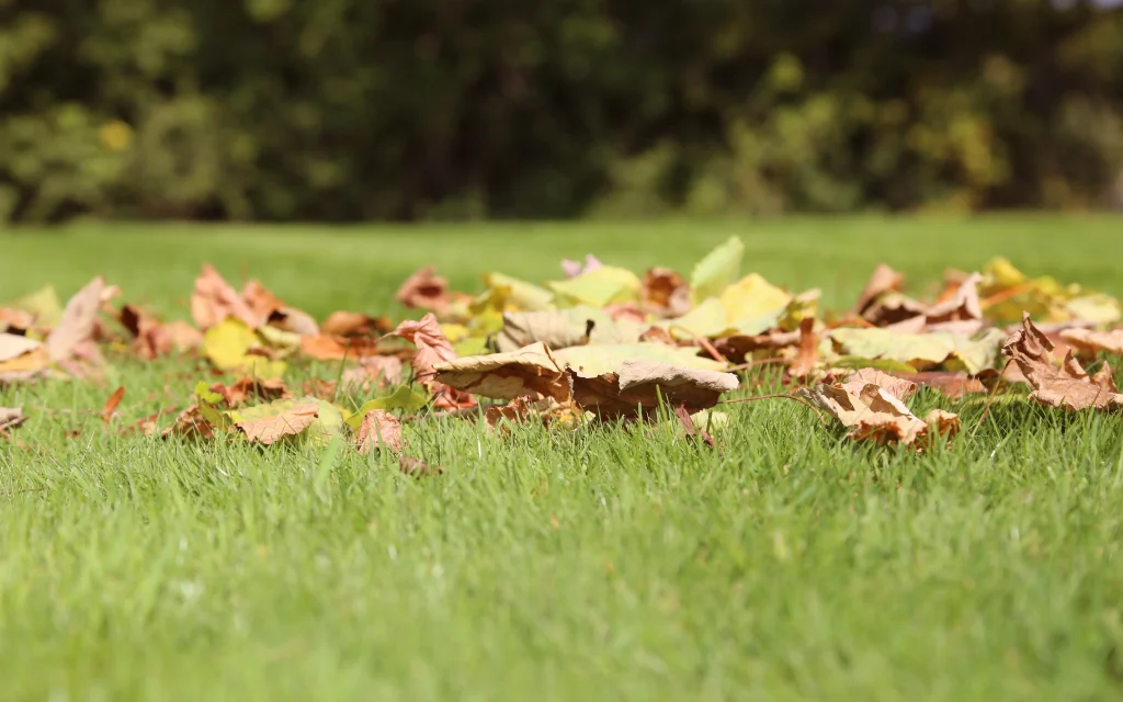 Садовый райдер для создания идеального газона в Минске
