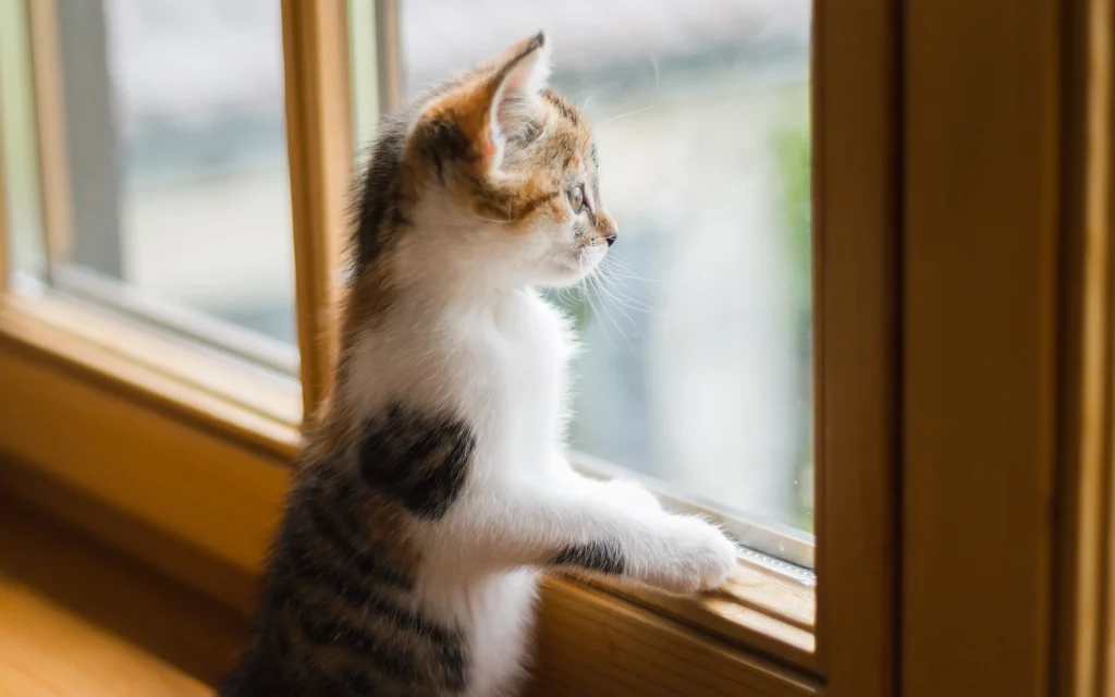 Пластиковые окна: почему они популярны и как выбрать идеальный вариант