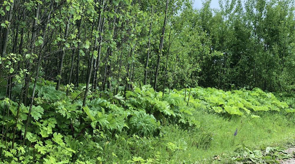 Сравнил собак с борщевиком: брянский депутат Валуев пояснил свое заявление