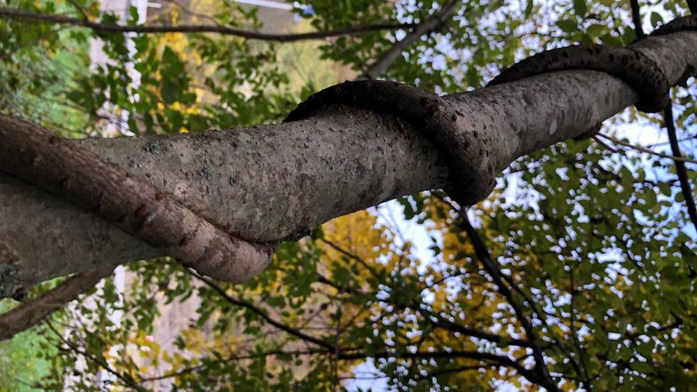 Погода в Брянской области отстала на месяц