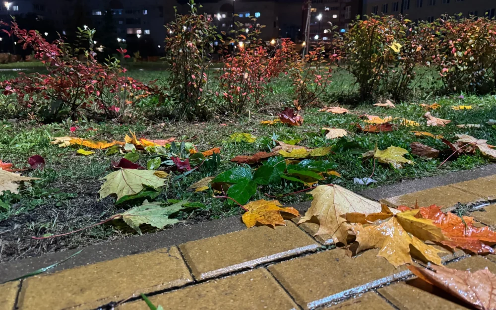 В Брянской области 19 октября пройдут дожди при 12 градусах тепла