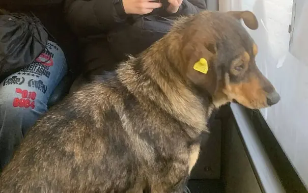 «Чипирован, билета нет»: бездомный пес освоил маршруты общественного автобуса