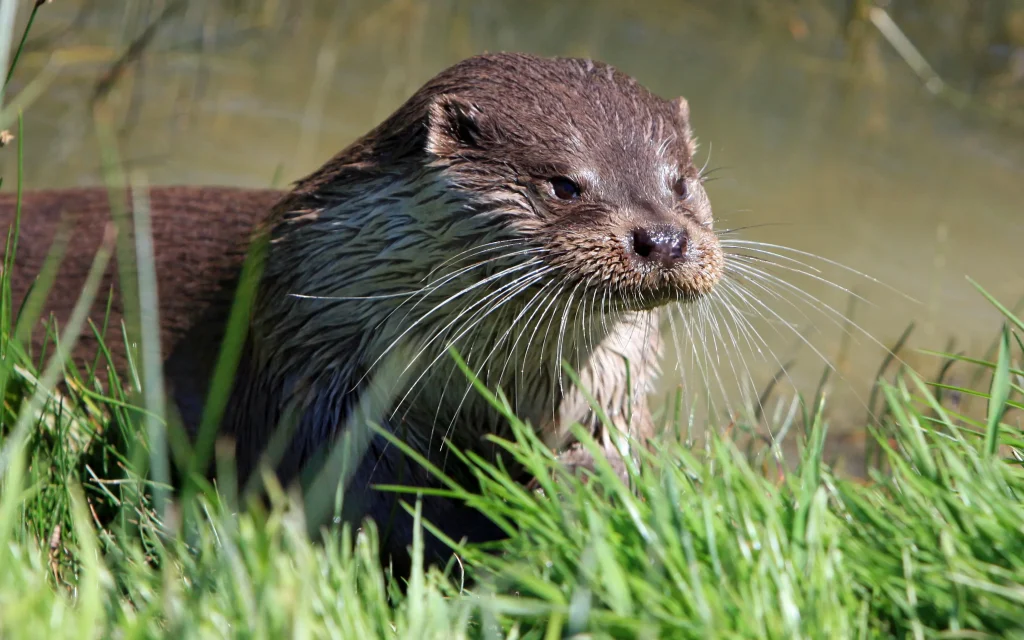 В Брянской области пересчитают всех норок, выдр и бобров