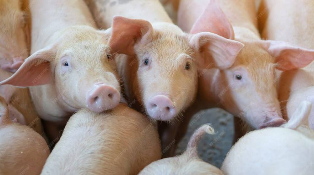 ВСУ ударили по свинокомплексу «Мираторга» в Севском районе Брянской области