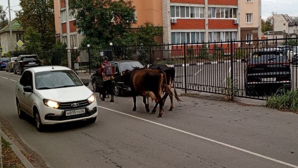 По Бежицкому району Брянска прогулялись две коровы