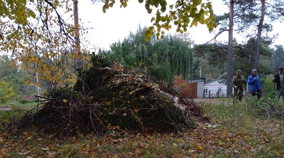 В исторической роще энтузиасты из Локтя посадили 250 лиственниц