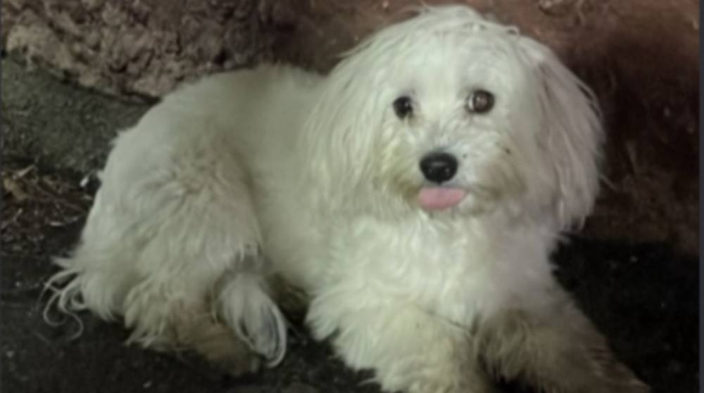 Заберите его домой: волонтеры ищут хозяина белой болонки