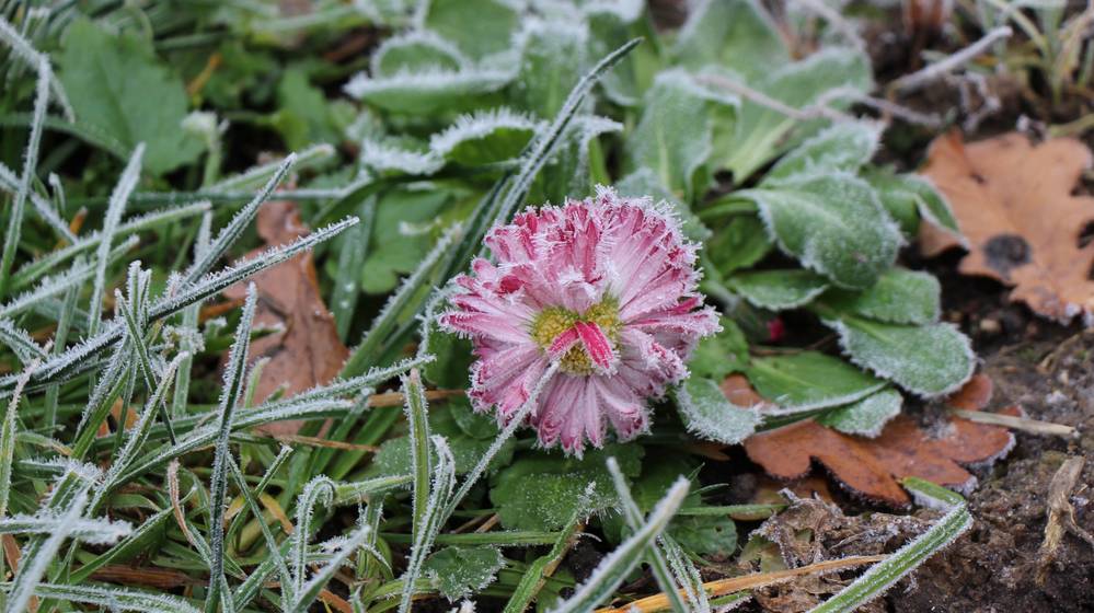 В Брянской области ночью 25 ноября похолодает до 4 градусов мороза
