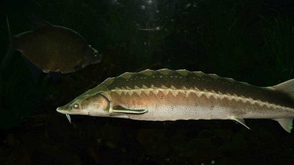 Брянские подводники выпустили в Керамзитное озеро 55 осетров