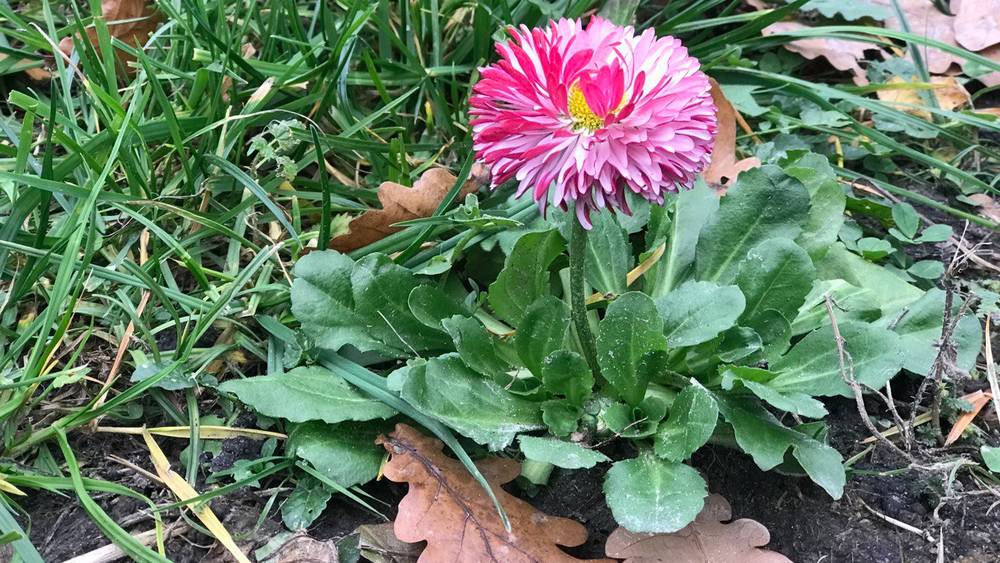 Синоптики  рассказали, что ожидает брянцев на следующей неделе